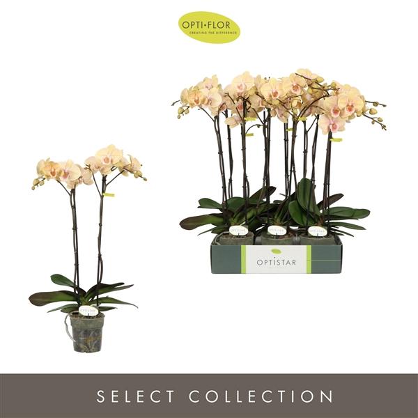 Горшечные цветы и растения оптом Phal 2st Parton 15+ (opti) от 6шт из Голландии с доставкой по России