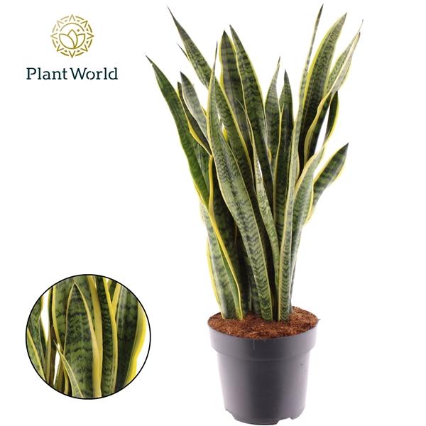 Горшечные цветы и растения оптом Sansevieria Laurentii (decorum) от 1шт из Голландии с доставкой по России