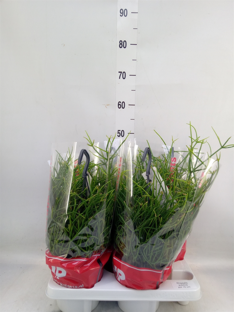 Горшечные цветы и растения оптом Rhipsalis Pulchra от 4шт из Голландии с доставкой по России