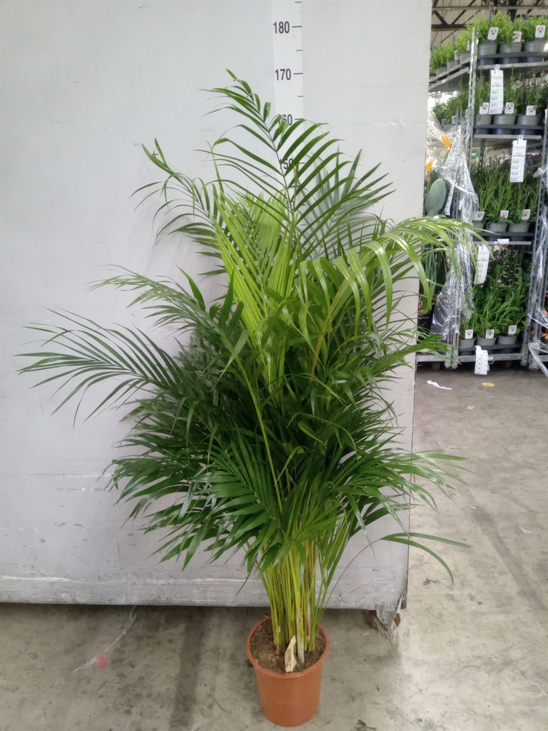 Горшечные цветы и растения оптом Dypsis Lutescens   ...chrysalidoca от 1шт из Голландии с доставкой по России