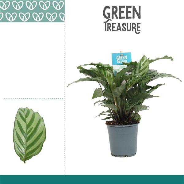 Горшечные цветы и растения оптом Calathea Freddie от 6шт из Голландии с доставкой по России