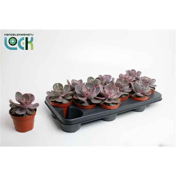 Горшечные цветы и растения оптом Echeveria Perle Von Nurnberg от 9шт из Голландии с доставкой по России