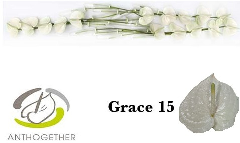 Срезанные цветы оптом Anthurium grace от 15шт из Голландии с доставкой по России