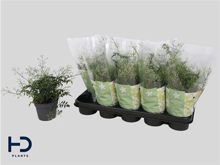 Горшечные цветы и растения оптом Jasm Polyanthum Wit 22 Bloementrosen+++ от 10шт из Голландии с доставкой по России