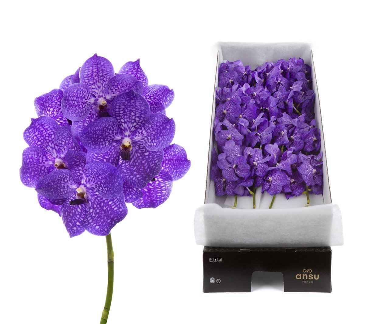 Срезанные цветы оптом Vanda violet blue stem от 16шт из Голландии с доставкой по России