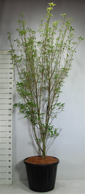 Горшечные цветы и растения оптом Cornus Kous Weisse Fontaine от 1шт из Голландии с доставкой по России