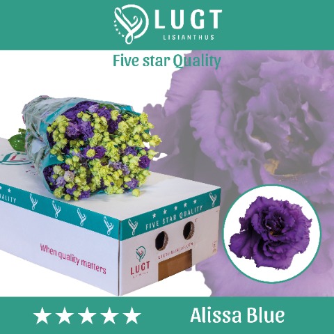 Срезанные цветы оптом Lisianthus do alissa blue от 50шт. из Голландии с доставкой по России