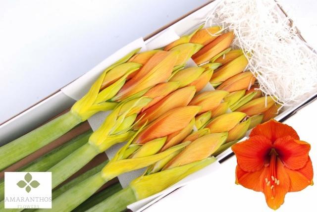 Срезанные цветы оптом Hippeastrum paint orange от 12шт. из Голландии с доставкой по России