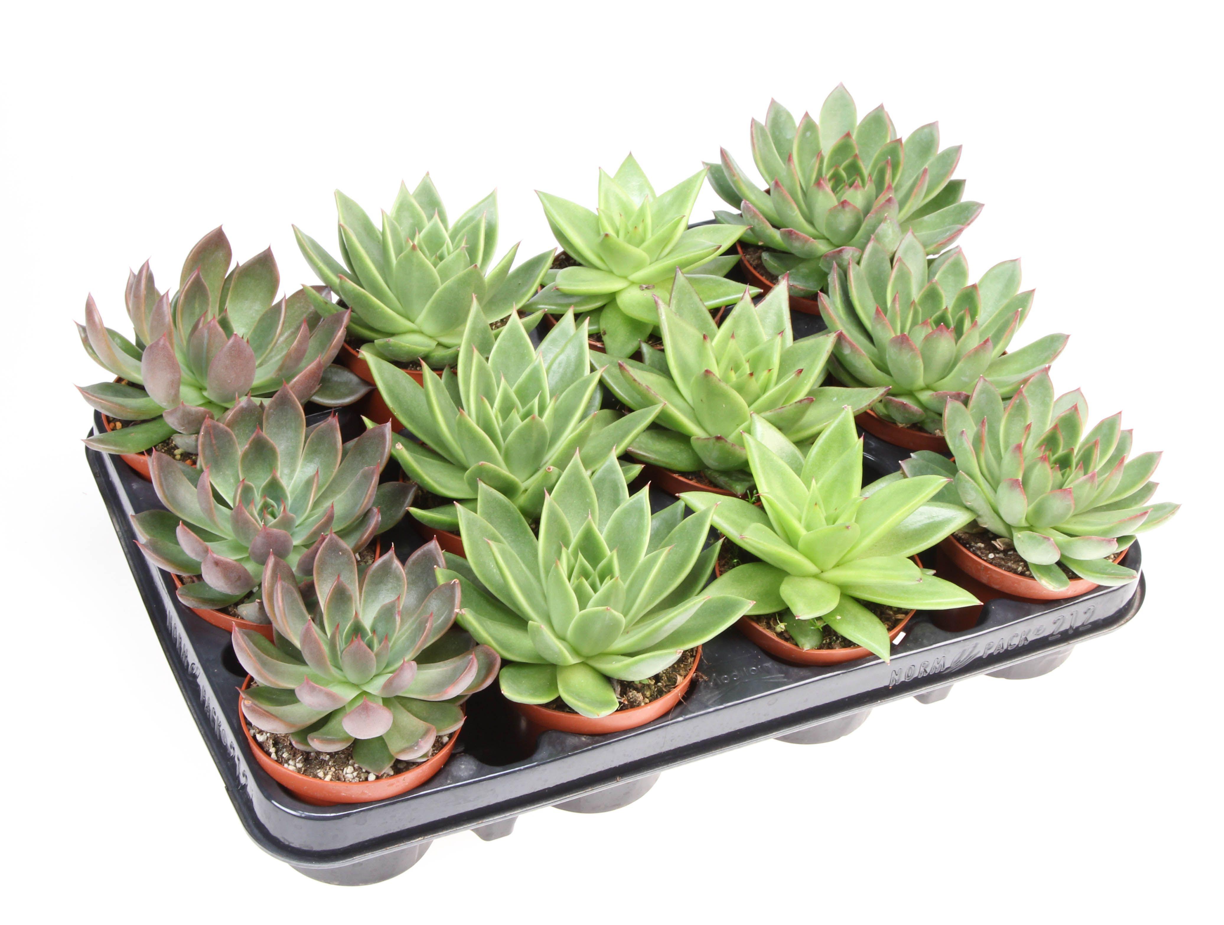 Горшечные цветы и растения оптом Echeveria Agavoides Mix от 12шт (для телеги) из Голландии с доставкой по России