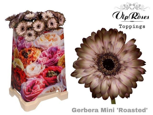 Срезанные цветы оптом Gerbera paint mini roasted от 40шт из Голландии с доставкой по России