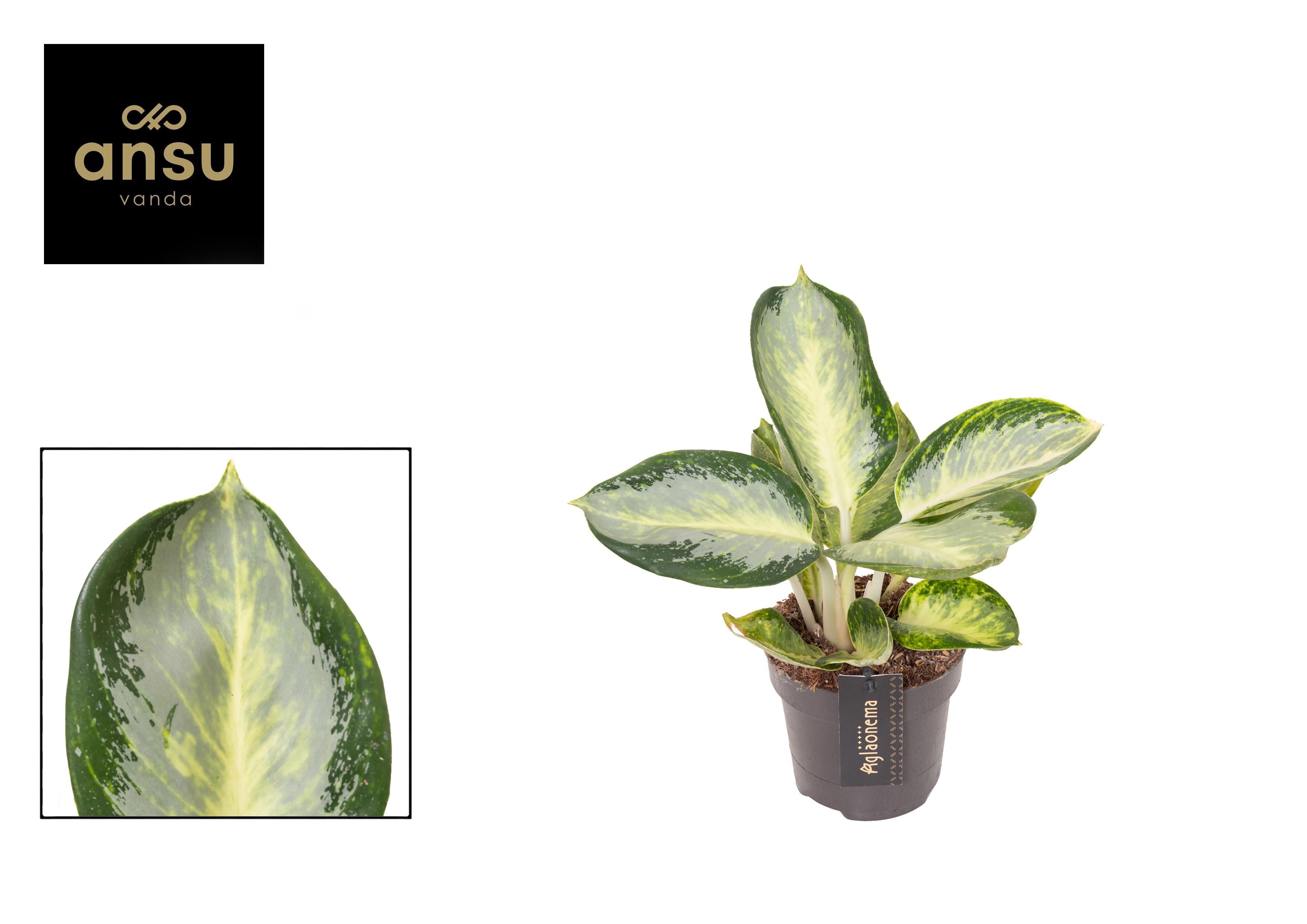 Горшечные цветы и растения оптом Aglaonema Turtle Green от 6шт из Голландии с доставкой по России