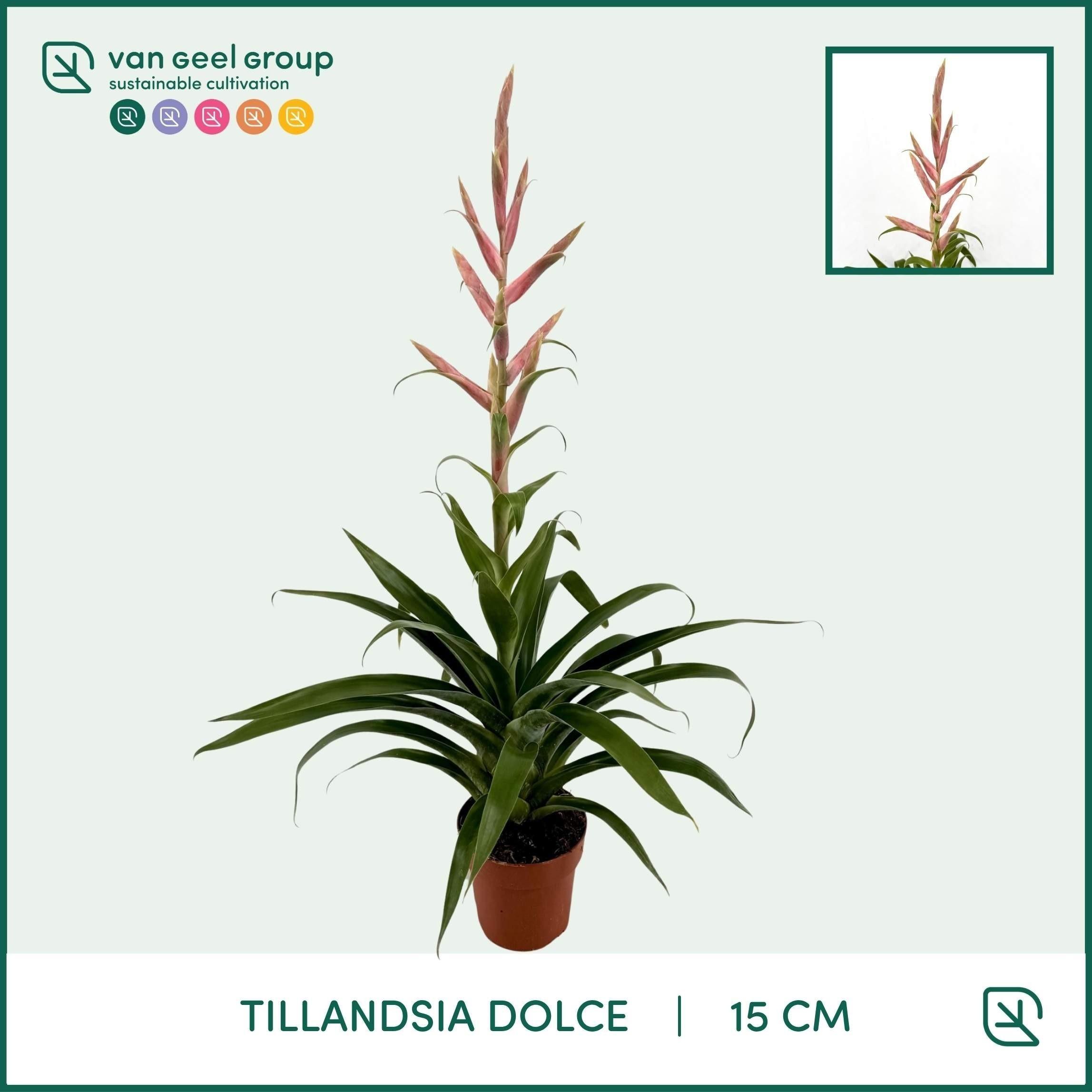 Горшечные цветы и растения оптом Tillandsia Dolce от 8шт из Голландии с доставкой по России