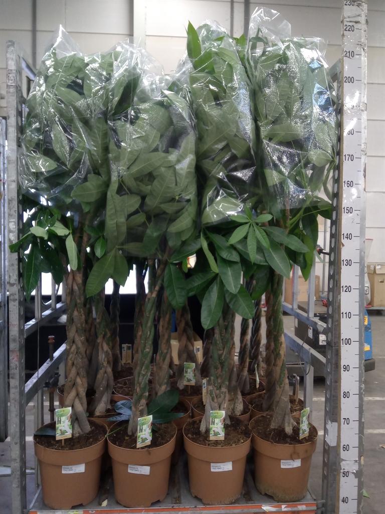 Горшечные цветы и растения оптом Pachira Aquatica от 1шт из Голландии с доставкой по России