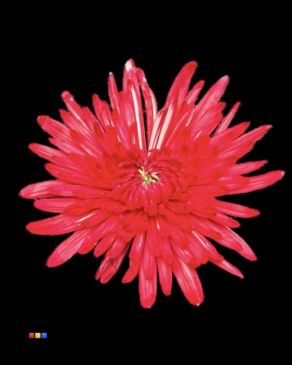 Срезанные цветы оптом Chrys bl paint topspin red от 60шт из Голландии с доставкой по России