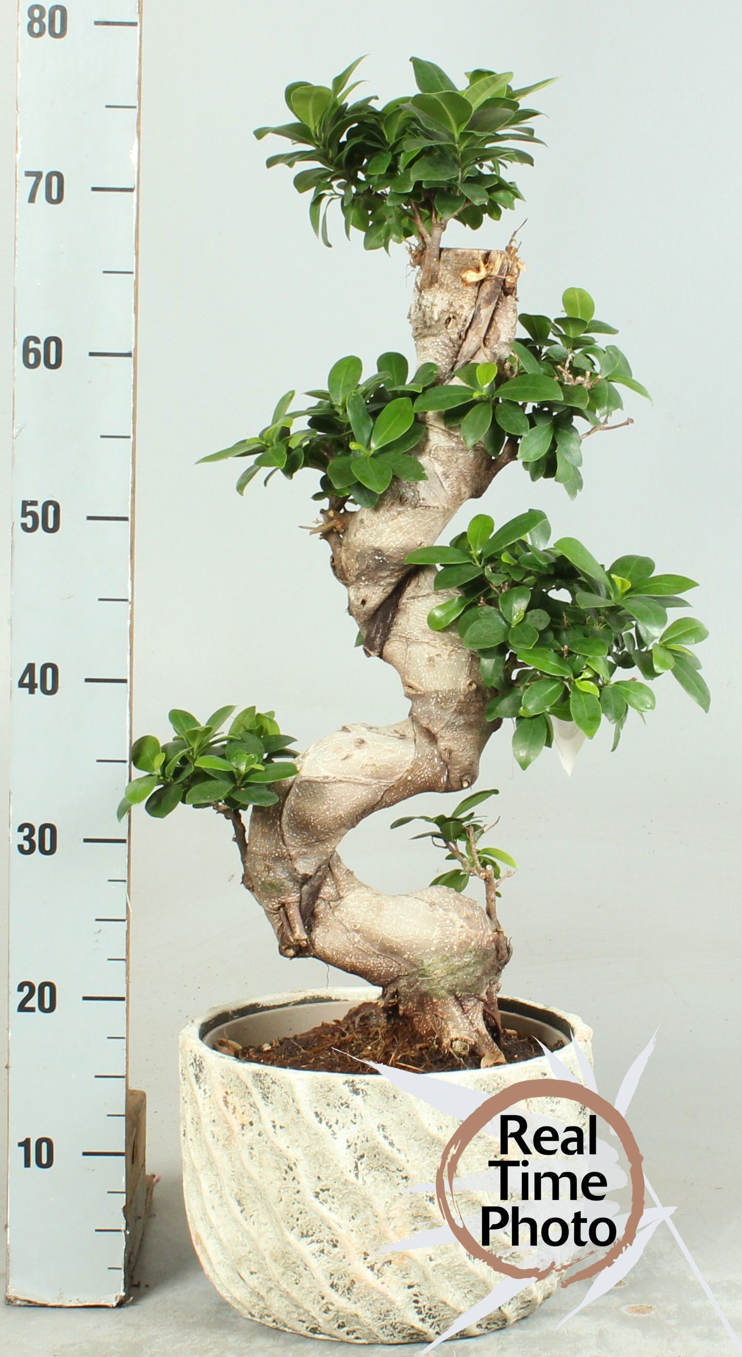 Горшечные цветы и растения оптом Fic Mi Ginseng от 1шт из Голландии с доставкой по России