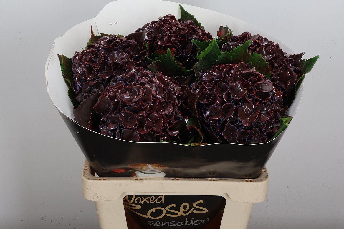 Срезанные цветы оптом Hydrangea paint от 5шт из Голландии с доставкой по России