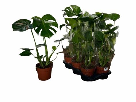 Горшечные цветы и растения оптом Monstera Deliciosa от 6шт из Голландии с доставкой по России