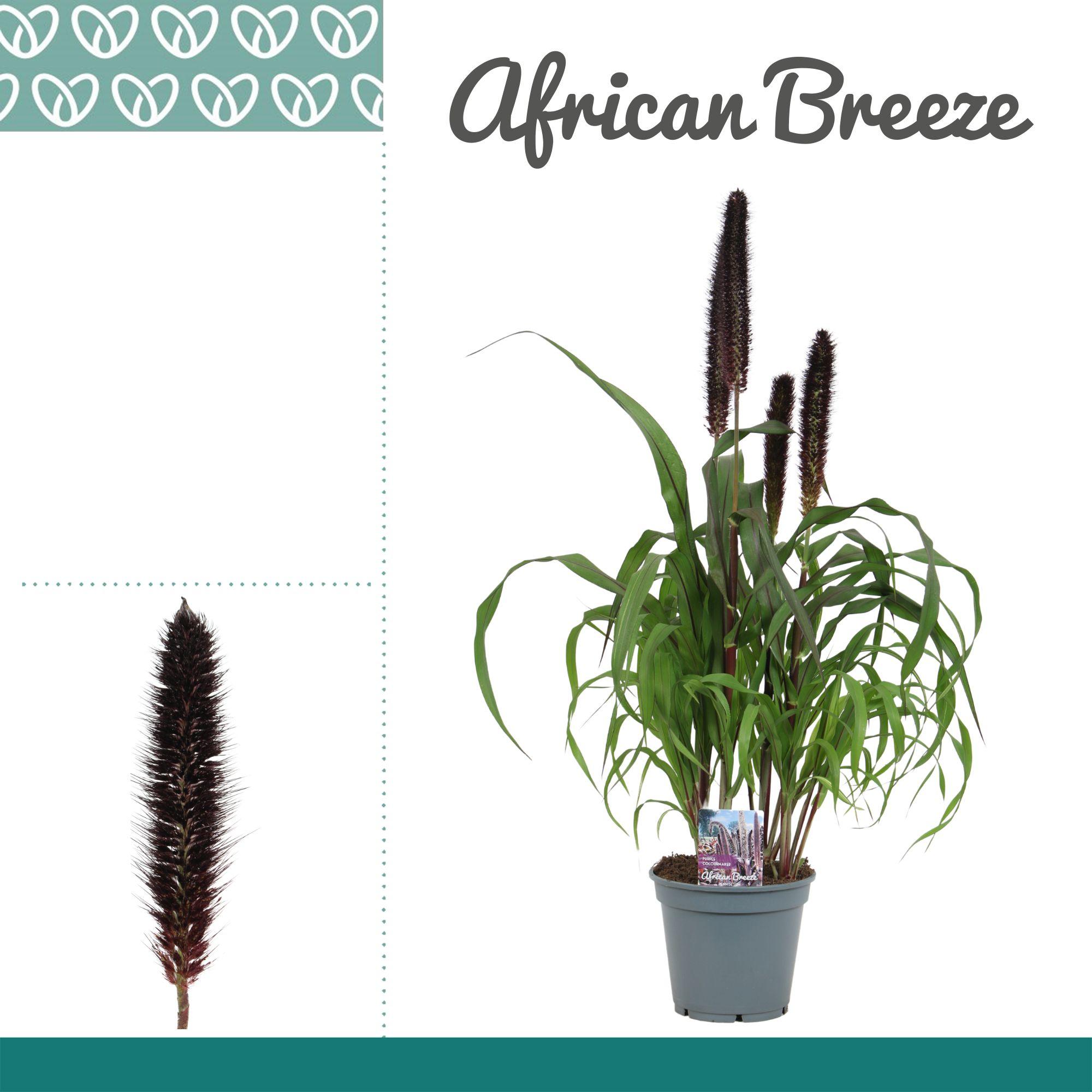 Горшечные цветы и растения оптом Pennisetum Purple Baron от 6шт из Голландии с доставкой по России