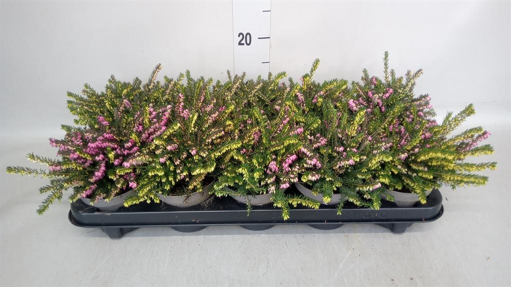 Горшечные цветы и растения оптом Erica Darley.   ...mix 2 / Pot от 10шт из Голландии с доставкой по России