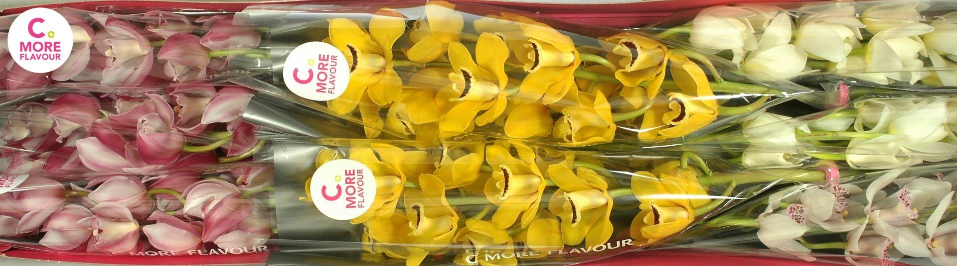 Срезанные цветы оптом Minicymbidium mix easter от 15шт. из Голландии с доставкой по России