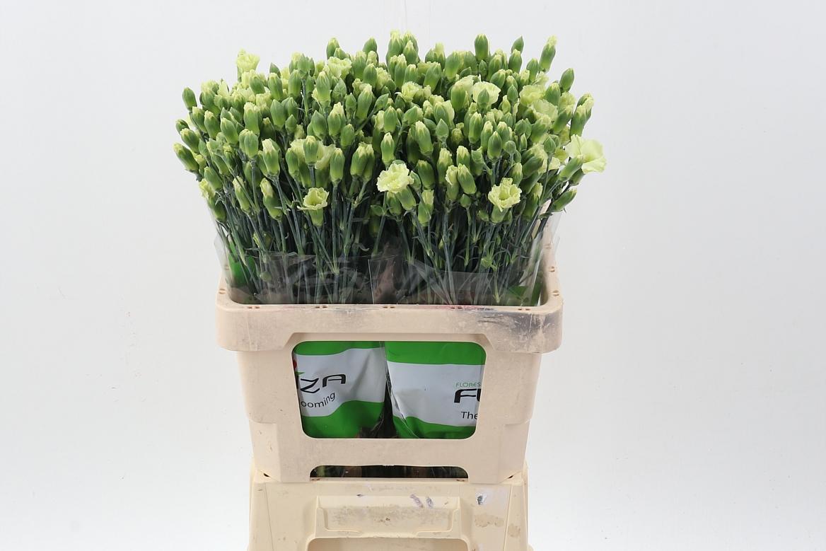 Срезанные цветы оптом Dianthus sp solomio bern от 100шт из Голландии с доставкой по России