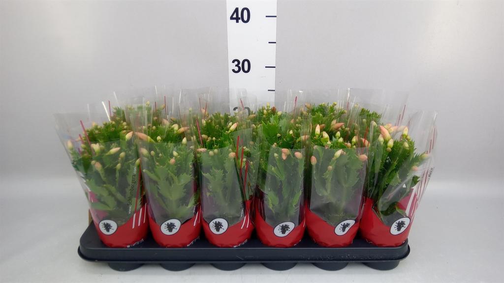 Горшечные цветы и растения оптом Schlumbergera ... от 18шт (для телеги) из Голландии с доставкой по России