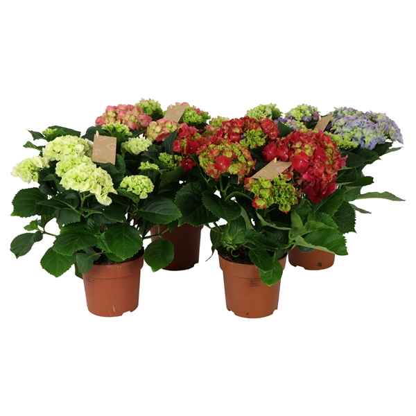 Горшечные цветы и растения оптом Hydrangea Ma Mix 7+ от 6шт из Голландии с доставкой по России