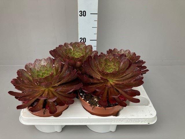 Горшечные цветы и растения оптом Sempervivum ...mix от 4шт из Голландии с доставкой по России