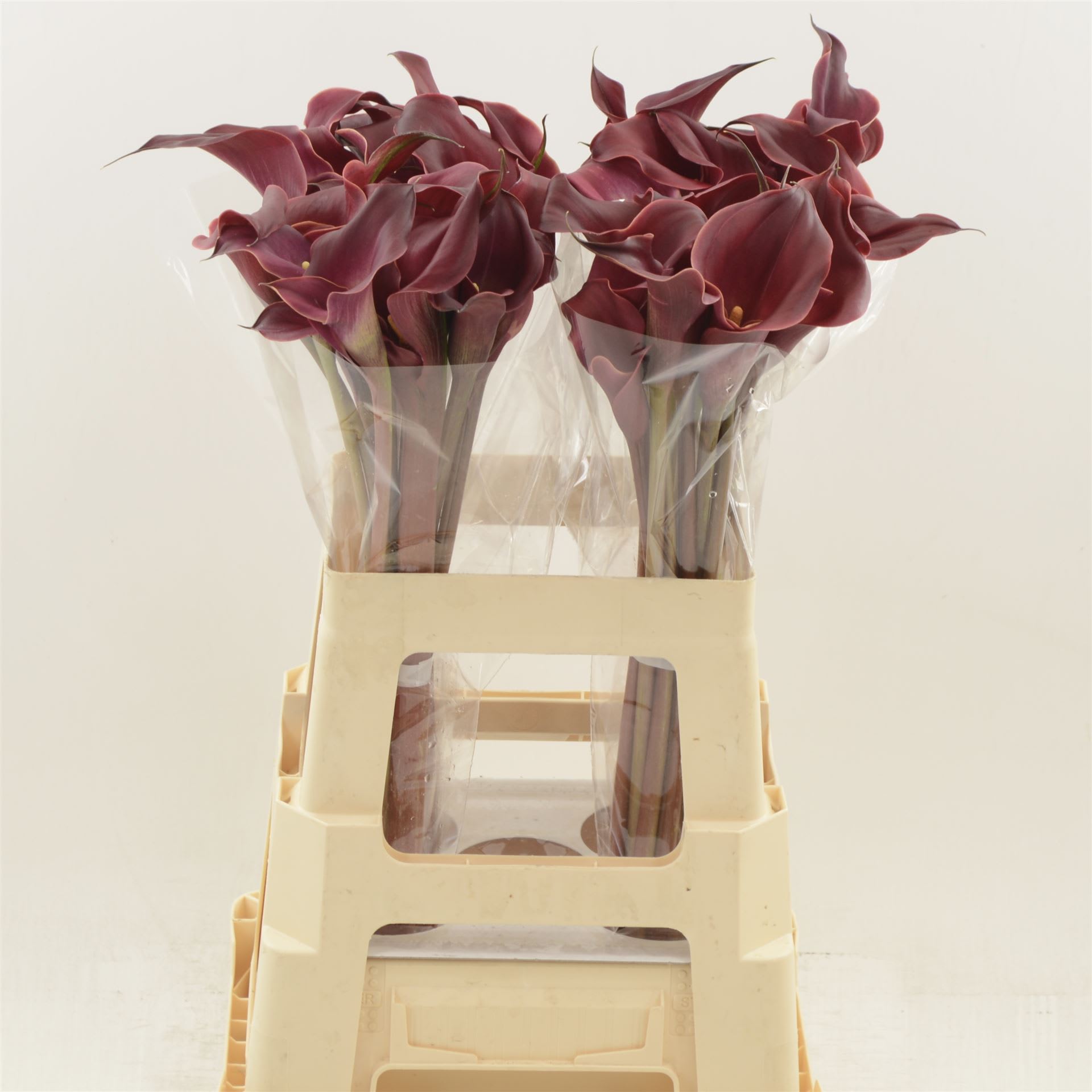 Срезанные цветы оптом Zantedeschia red charm double от 40шт из Голландии с доставкой по России