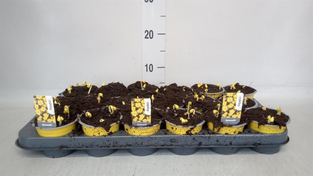 Горшечные цветы и растения оптом Eranthis Hyemalis от 18шт (для телеги) из Голландии с доставкой по России