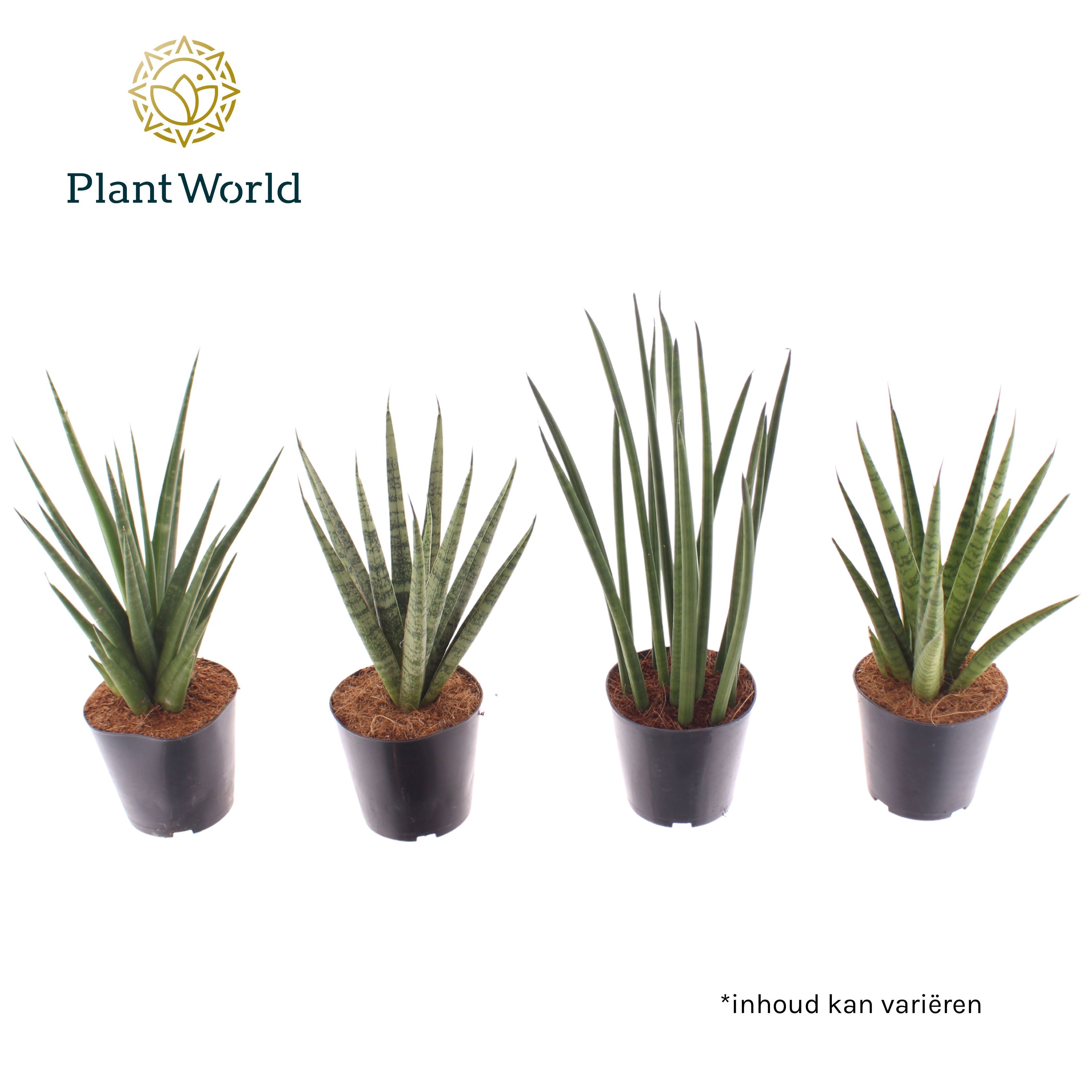 Горшечные цветы и растения оптом Sansevieria Mix Basic Mix от 10шт из Голландии с доставкой по России