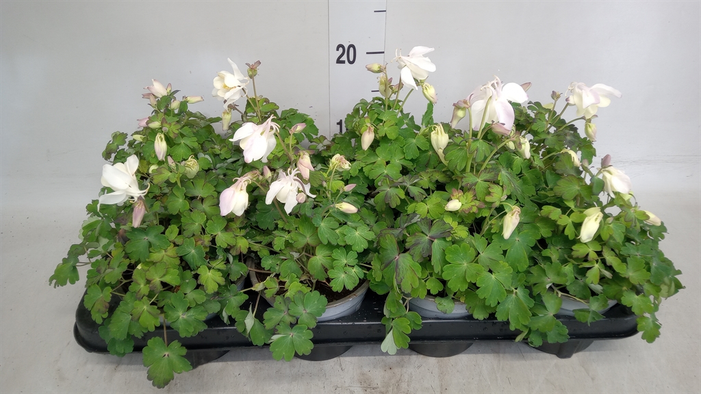 Горшечные цветы и растения оптом Aquilegia Caerulea от 8шт из Голландии с доставкой по России