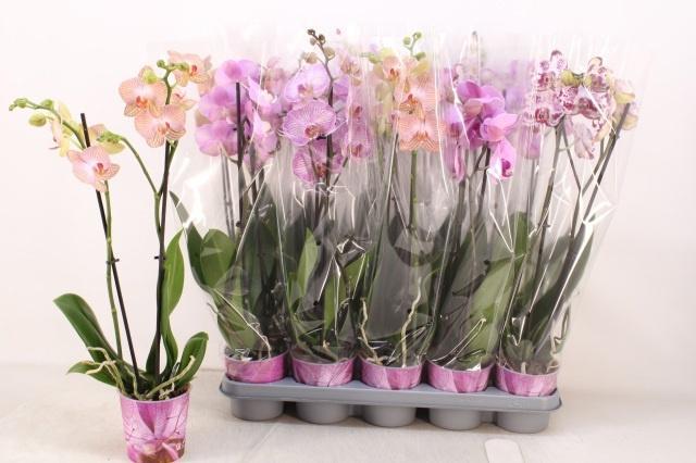 Горшечные цветы и растения оптом Phalaenopsis Mix от 10шт из Голландии с доставкой по России