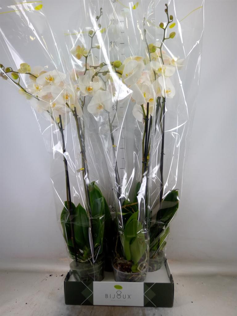 Горшечные цветы и растения оптом Phalaenopsis   ...white от 4шт из Голландии с доставкой по России