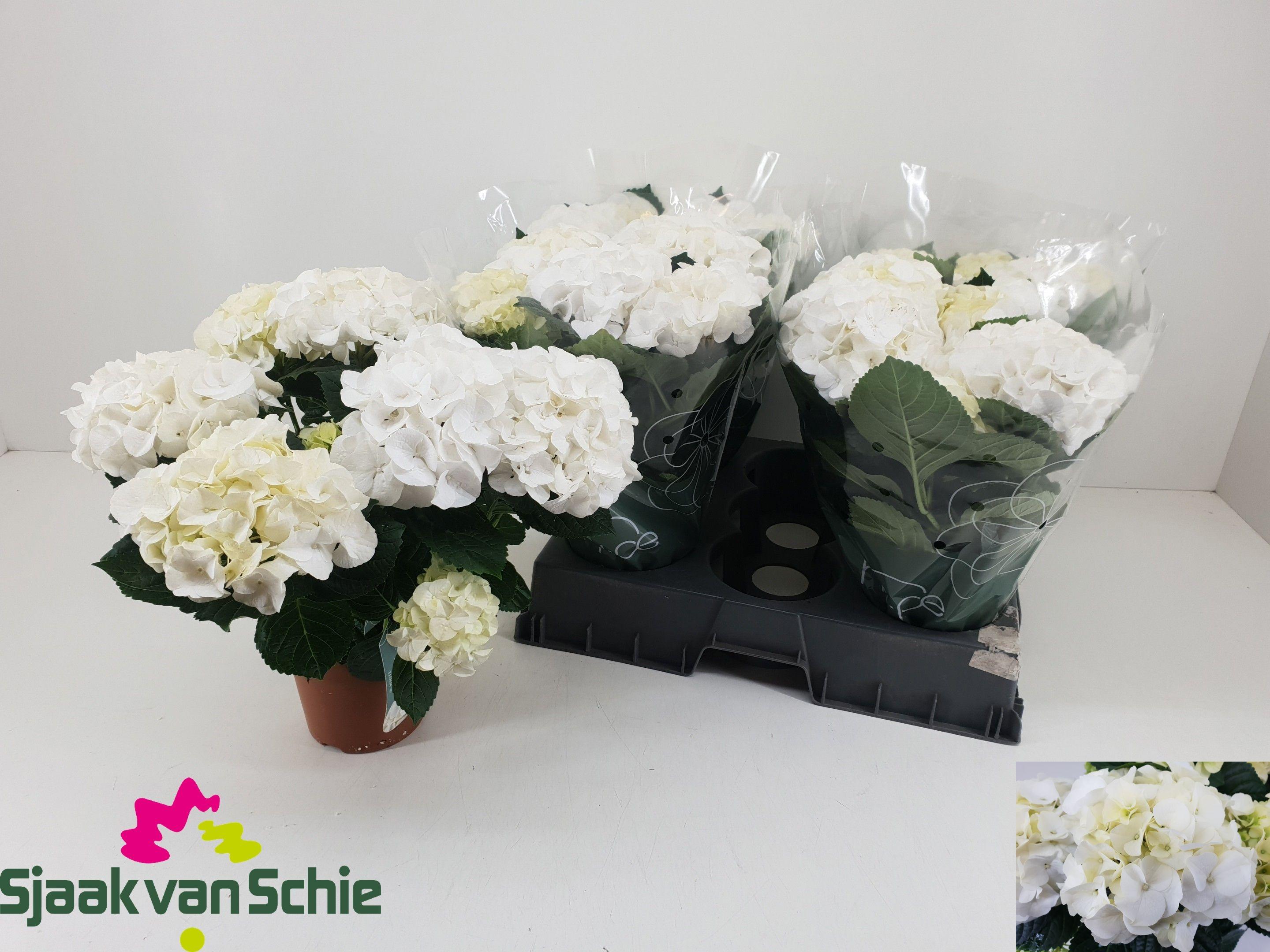 Горшечные цветы и растения оптом Hydr M Hi Ice от 5шт из Голландии с доставкой по России