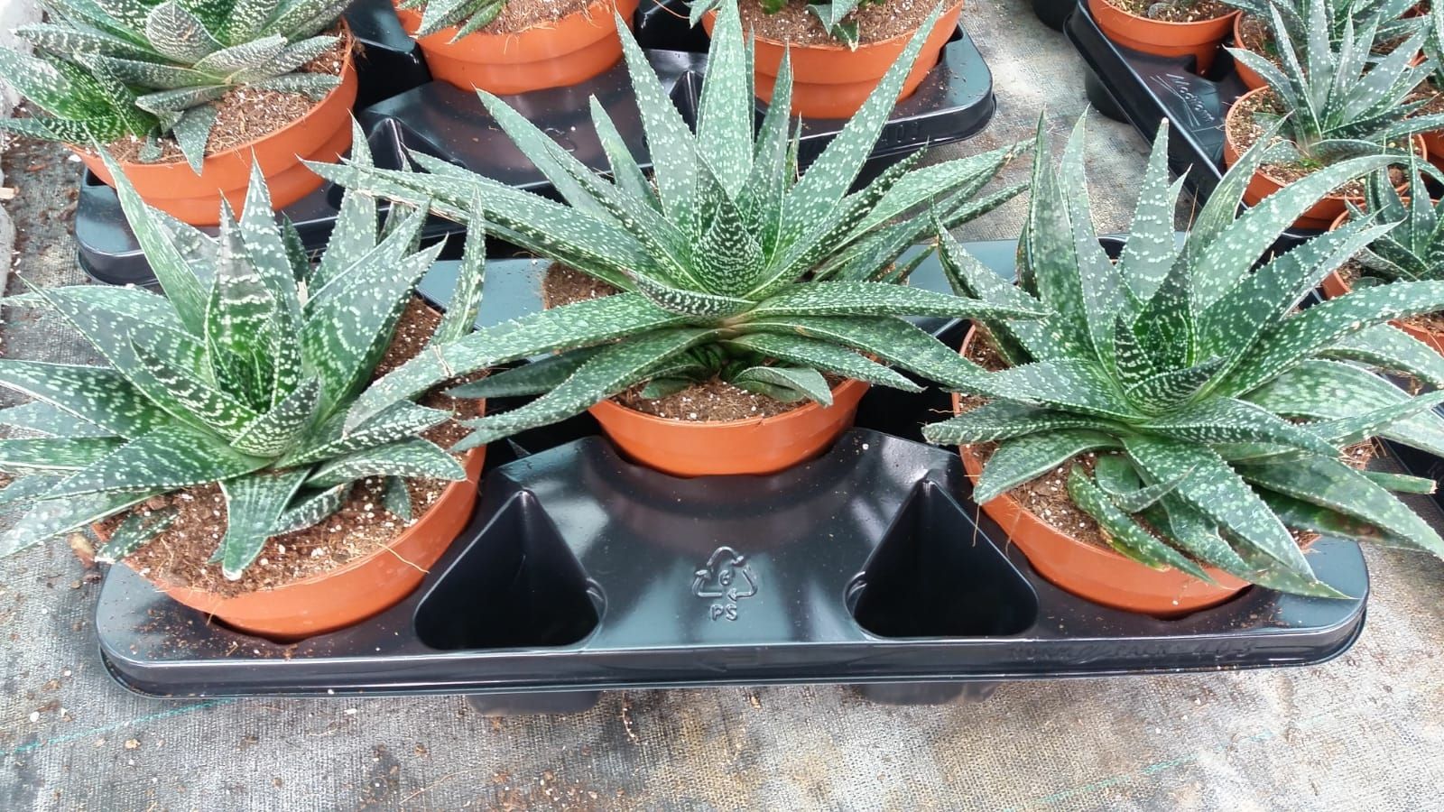 Горшечные цветы и растения оптом Gasteria Verrucosa от 3шт из Голландии с доставкой по России