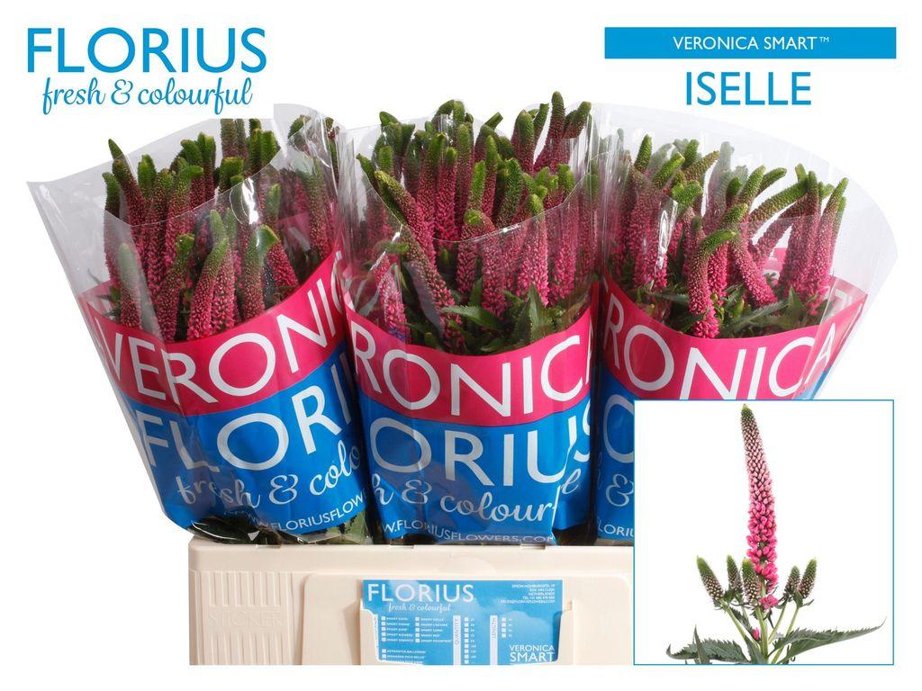 Срезанные цветы оптом Veronica pink от 150шт. из Голландии с доставкой по России