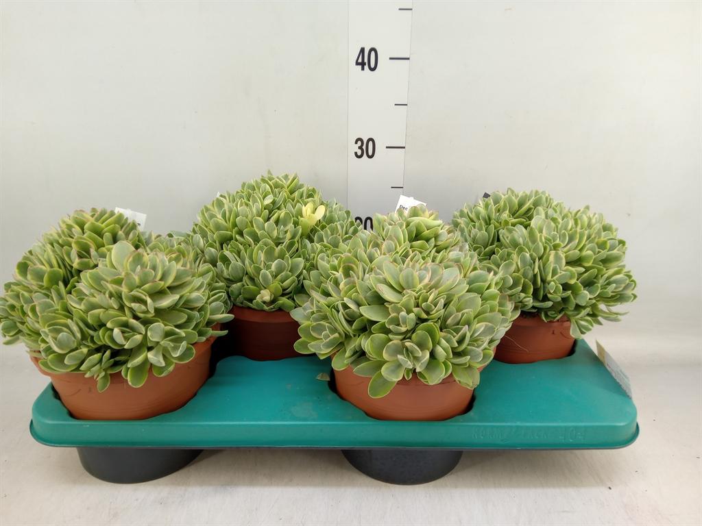 Горшечные цветы и растения оптом Crassula   ... от 4шт из Голландии с доставкой по России