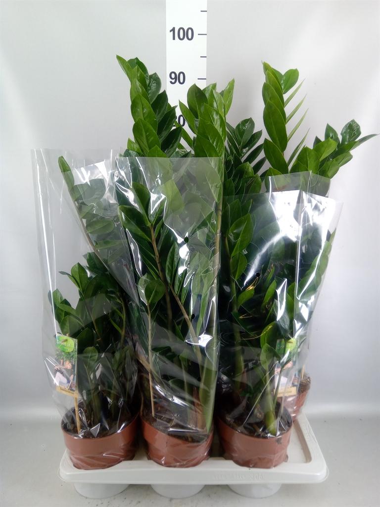 Горшечные цветы и растения оптом Zamioculcas Zamiifolia от 6шт из Голландии с доставкой по России