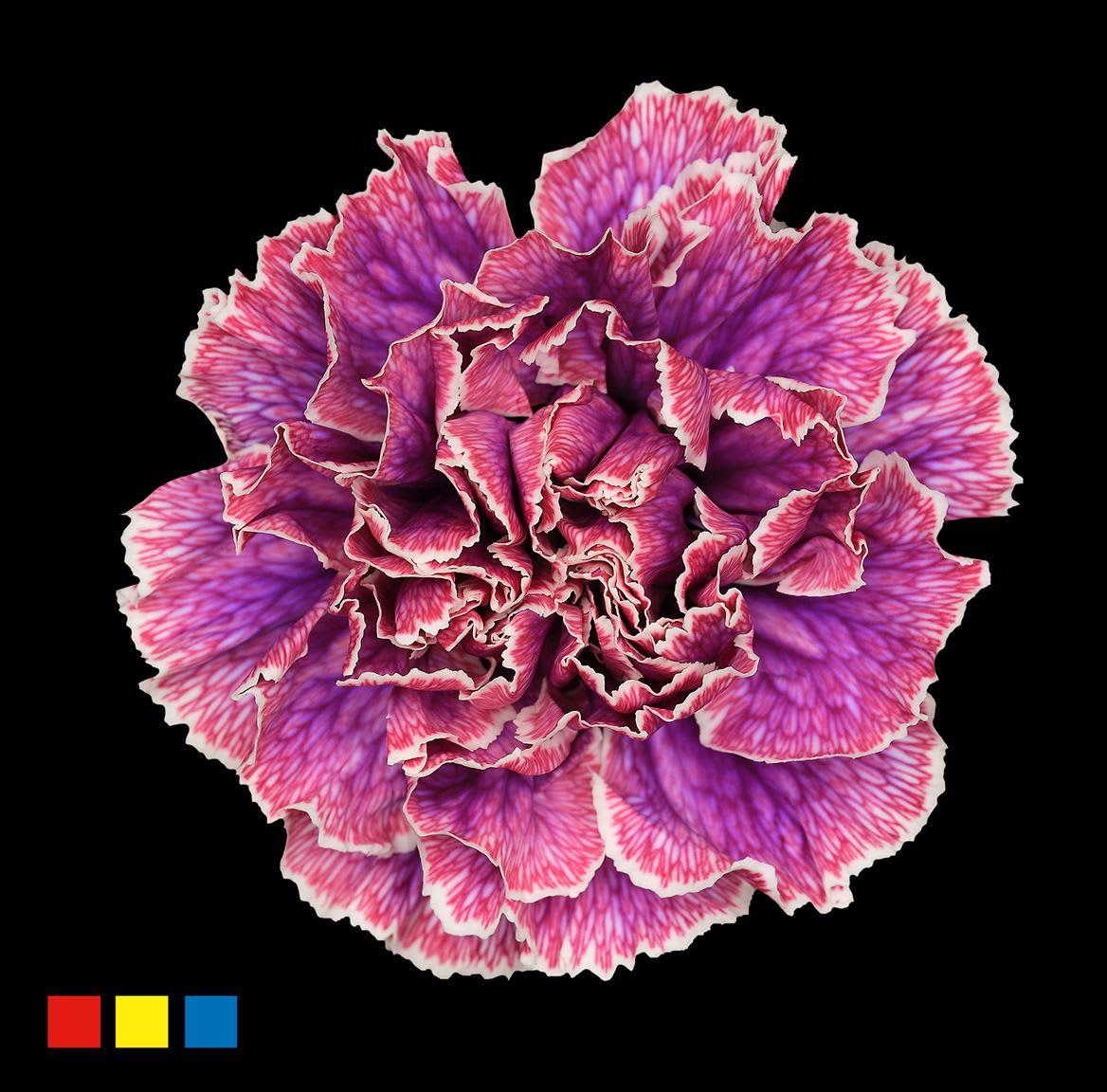 Срезанные цветы оптом Dianthus st paint passion от 80шт из Голландии с доставкой по России