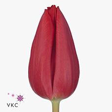 Срезанные цветы оптом Tulipa si first star от 200шт из Голландии с доставкой по России