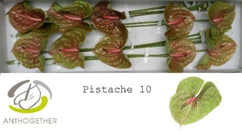 Срезанные цветы оптом Anthurium pistache от 10шт из Голландии с доставкой по России
