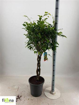 Горшечные цветы и растения оптом Fic Ben Exotica Twister Stam от 1шт из Голландии с доставкой по России