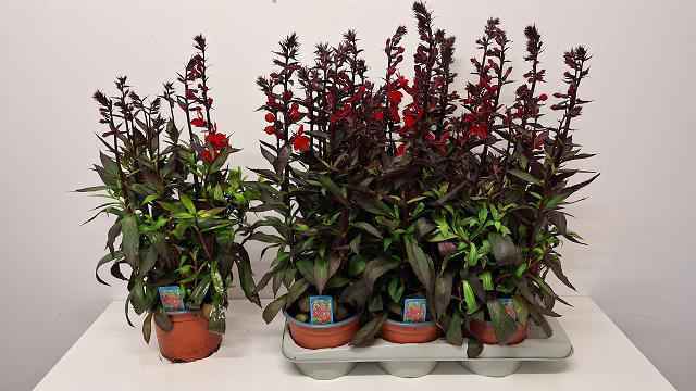 Горшечные цветы и растения оптом Lobe Fan Scarlet от 6шт из Голландии с доставкой по России