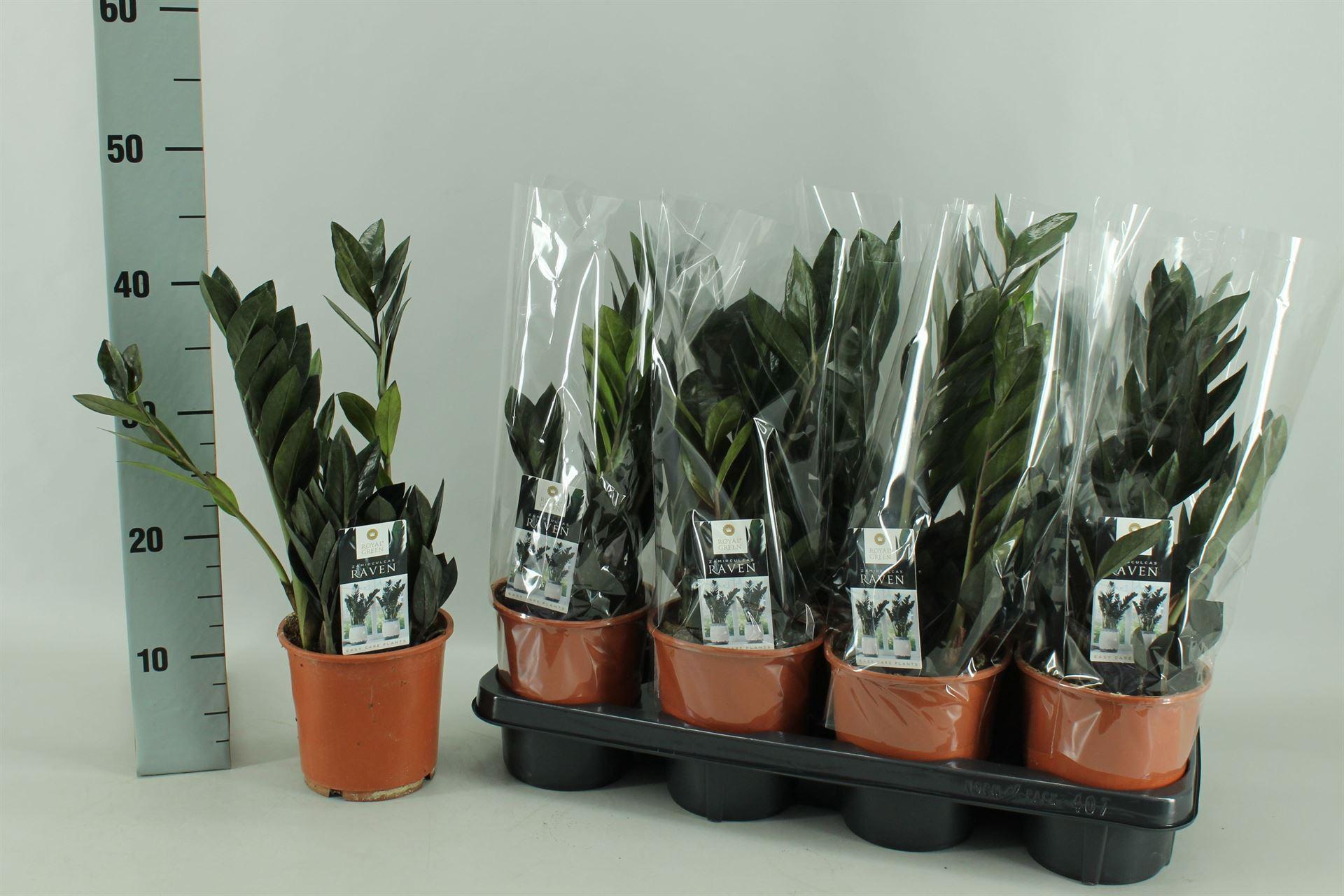 Горшечные цветы и растения оптом Zamioculcas Raven 3+ от 4шт из Голландии с доставкой по России