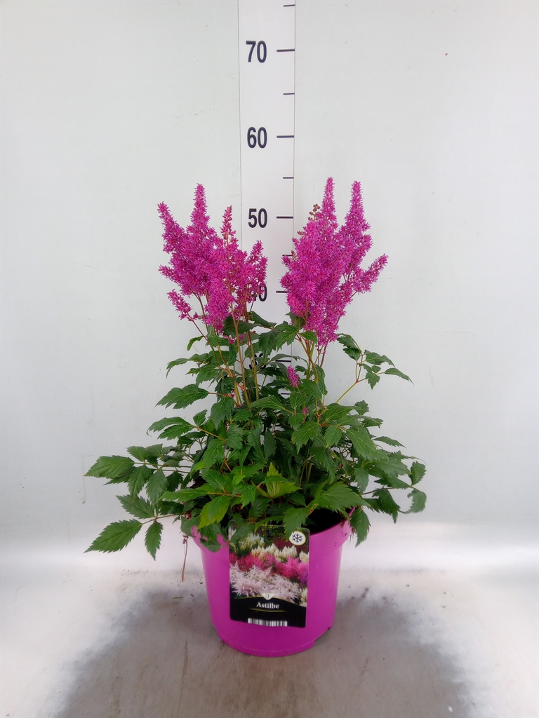 Горшечные цветы и растения оптом Astilbe   ... от 1шт из Голландии с доставкой по России