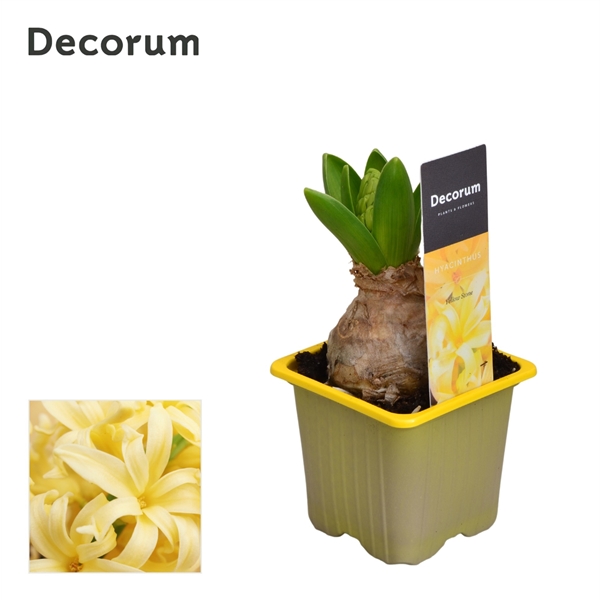 Горшечные цветы и растения оптом Hyacinthus Yellowstone 1pp Label (decorum) от 24шт из Голландии с доставкой по России