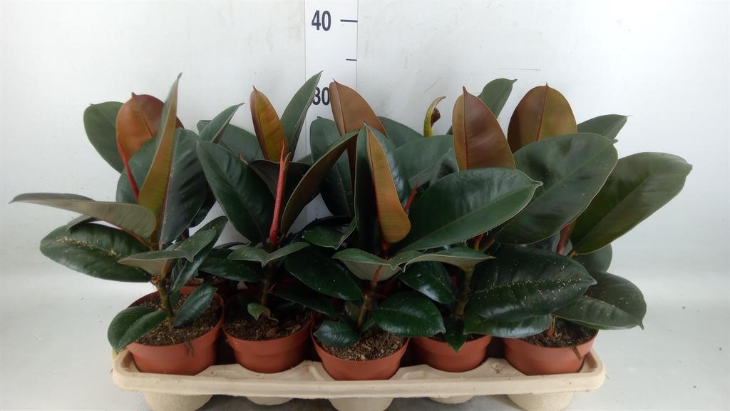 Горшечные цветы и растения оптом Ficus El Robusta от 10шт из Голландии с доставкой по России