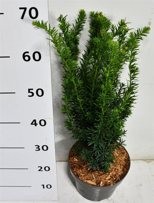 Горшечные цветы и растения оптом Taxus Cuspidata Nana от 1шт из Голландии с доставкой по России