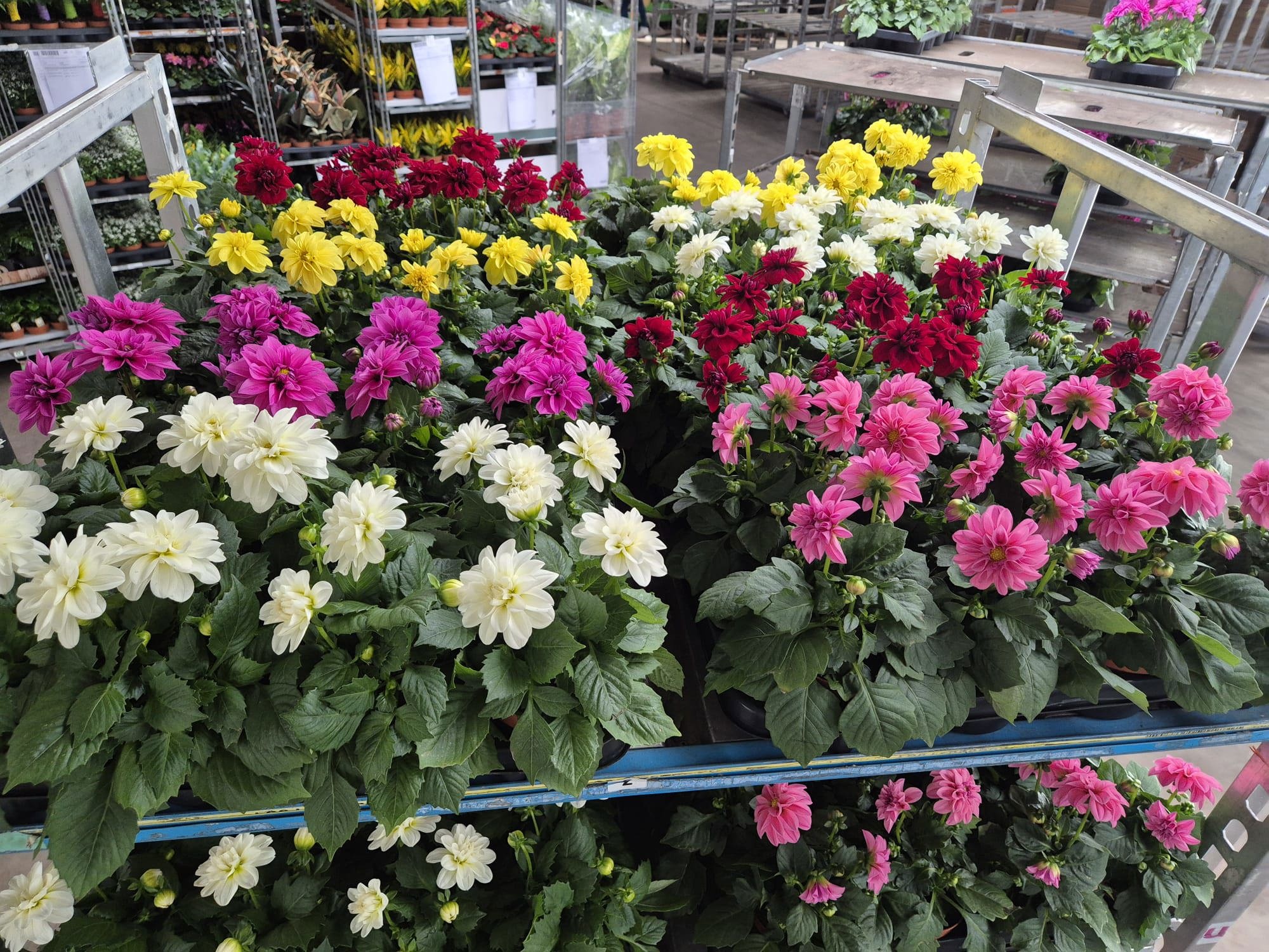 Горшечные цветы и растения оптом Dahlia Mixk 5 Kl от 8шт из Голландии с доставкой по России